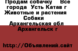 Продам собачку  - Все города, Усть-Катав г. Животные и растения » Собаки   . Архангельская обл.,Архангельск г.